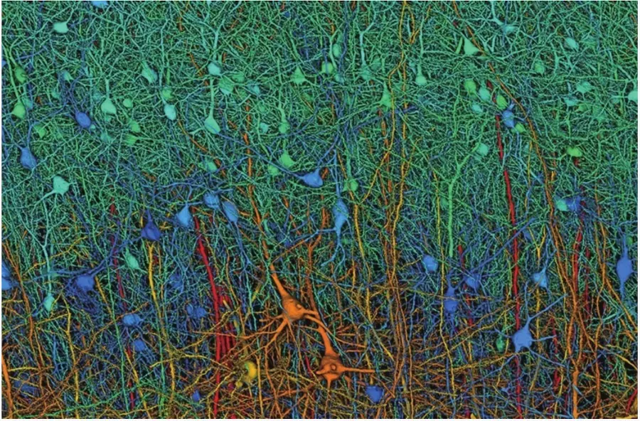 對話清華教授劉嘉:AI時代,我們該學什么?怎么學? 計算機模擬的神經元連接圖譜